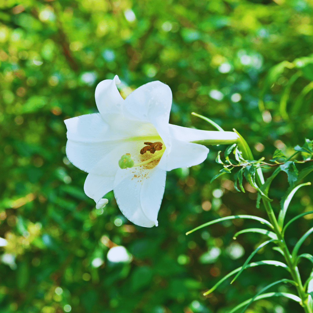 Longiflorum Lily Hybrids