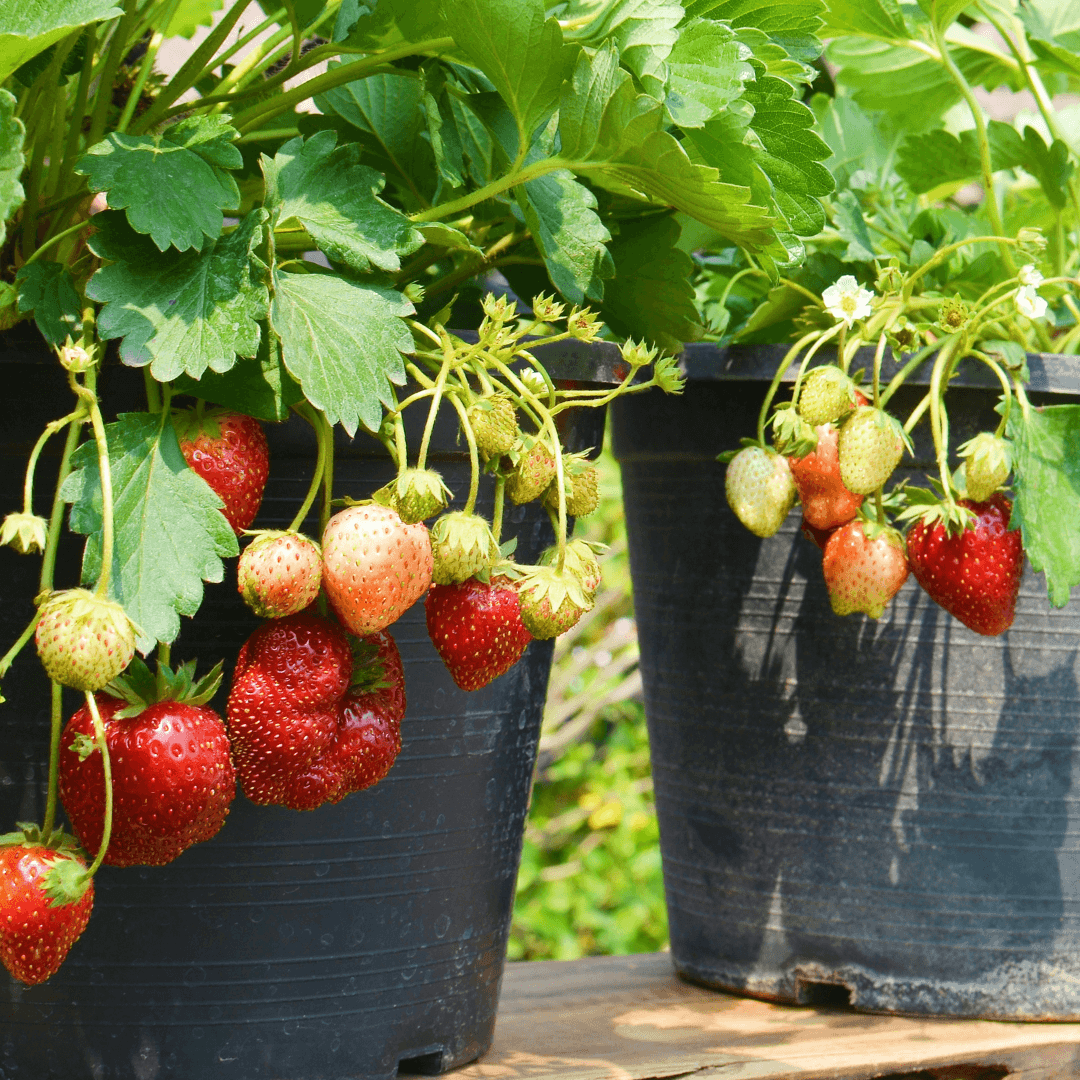 Strawberries