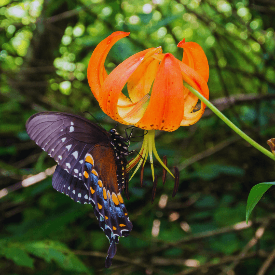 Tiger Lily (Lilium lancifolium)