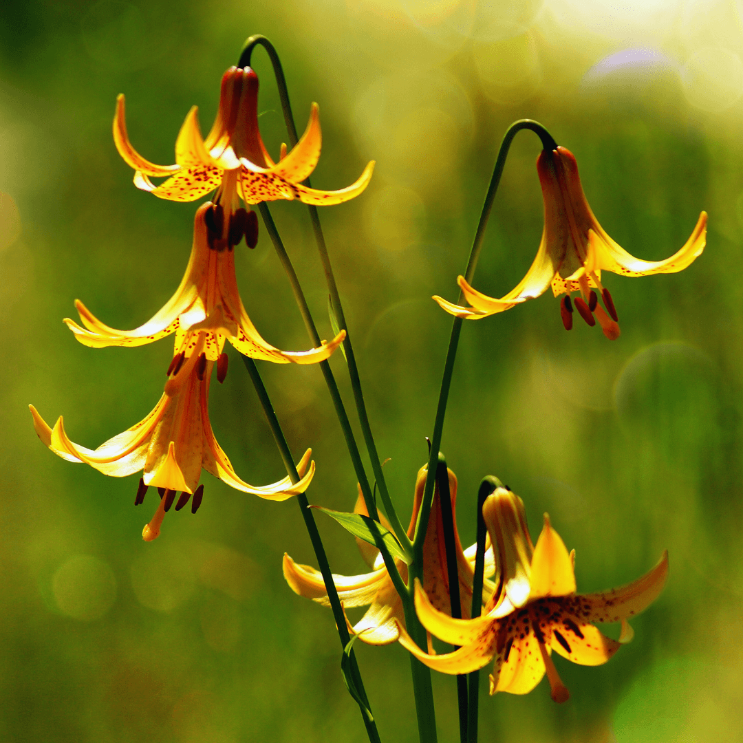 Wild Lily Species