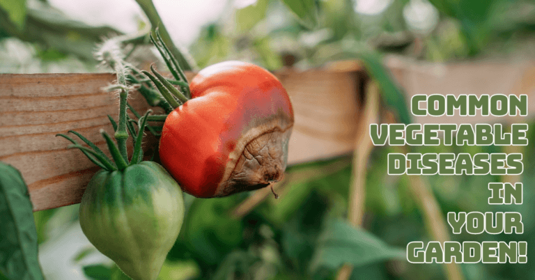 Common Vegetable Diseases in Your Garden