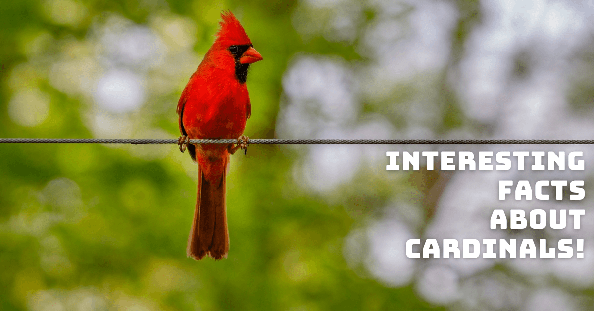 Interesting Facts About Cardinals