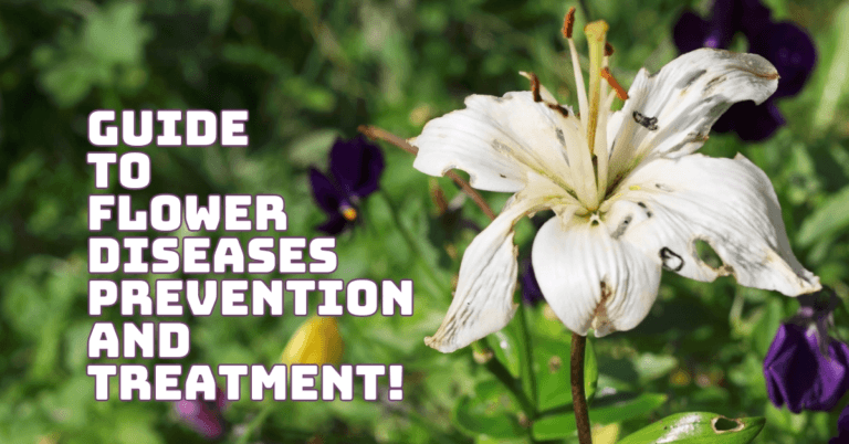 The Essential Guide To Flower Diseases Prevention and Treatment