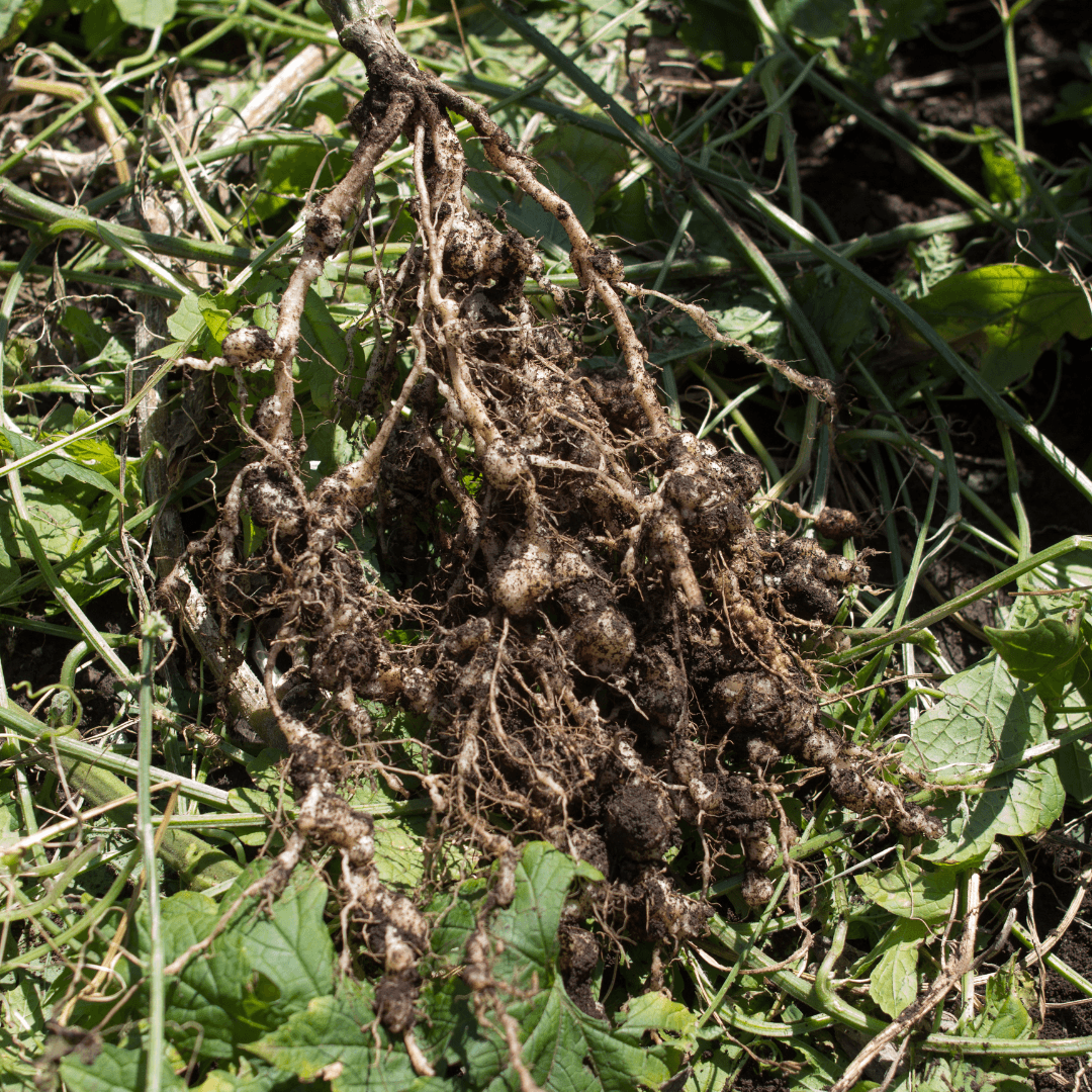 Root-Knot Nematodes