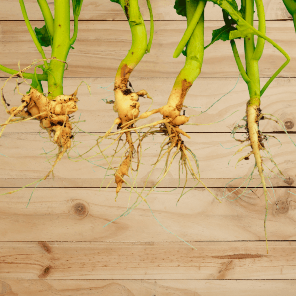 Common Vegetable Diseases In Your Garden | Updated In 2026