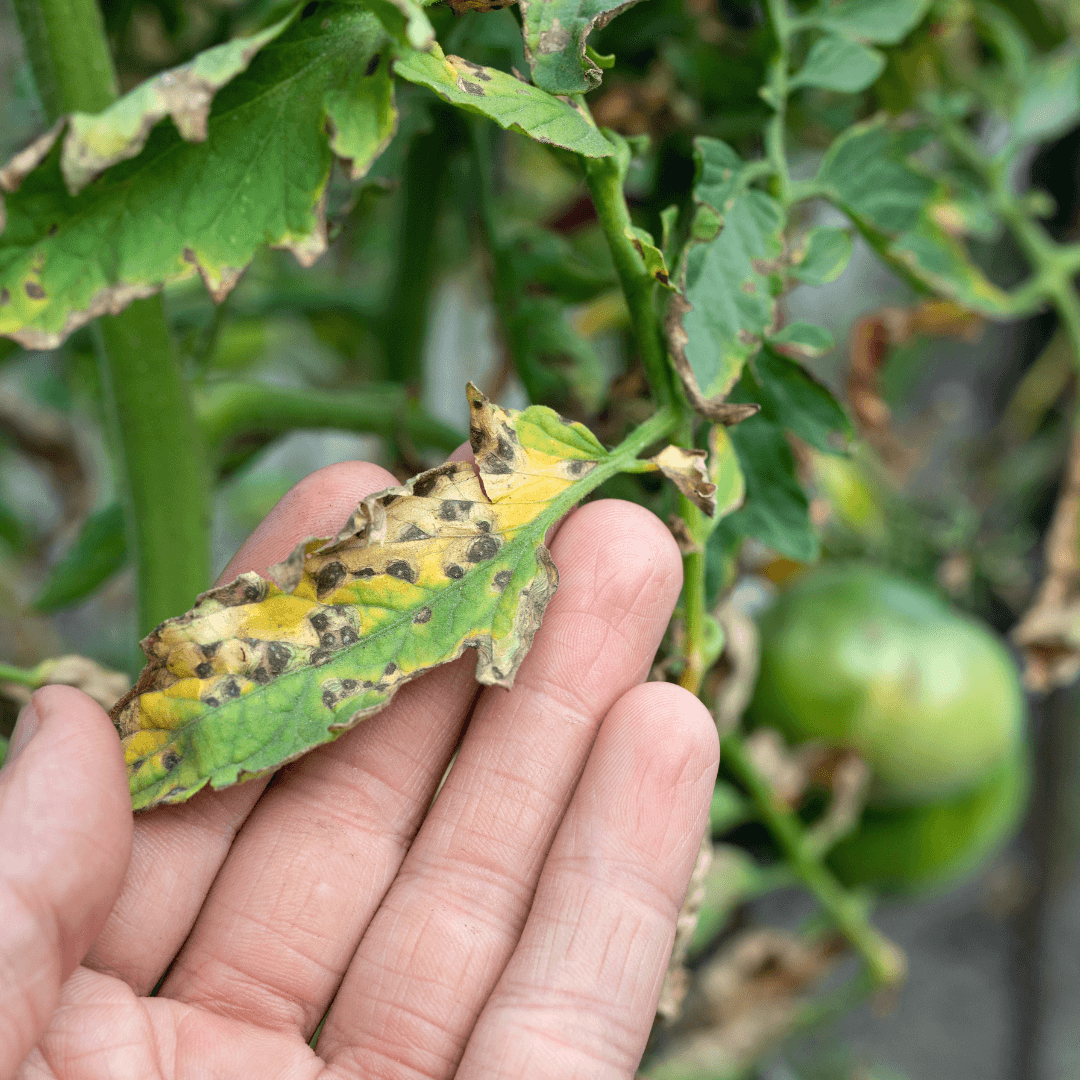 Septoria Leaf Spot