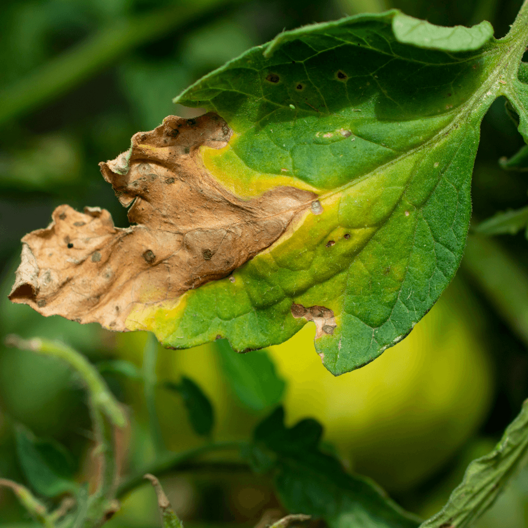 Early Blight