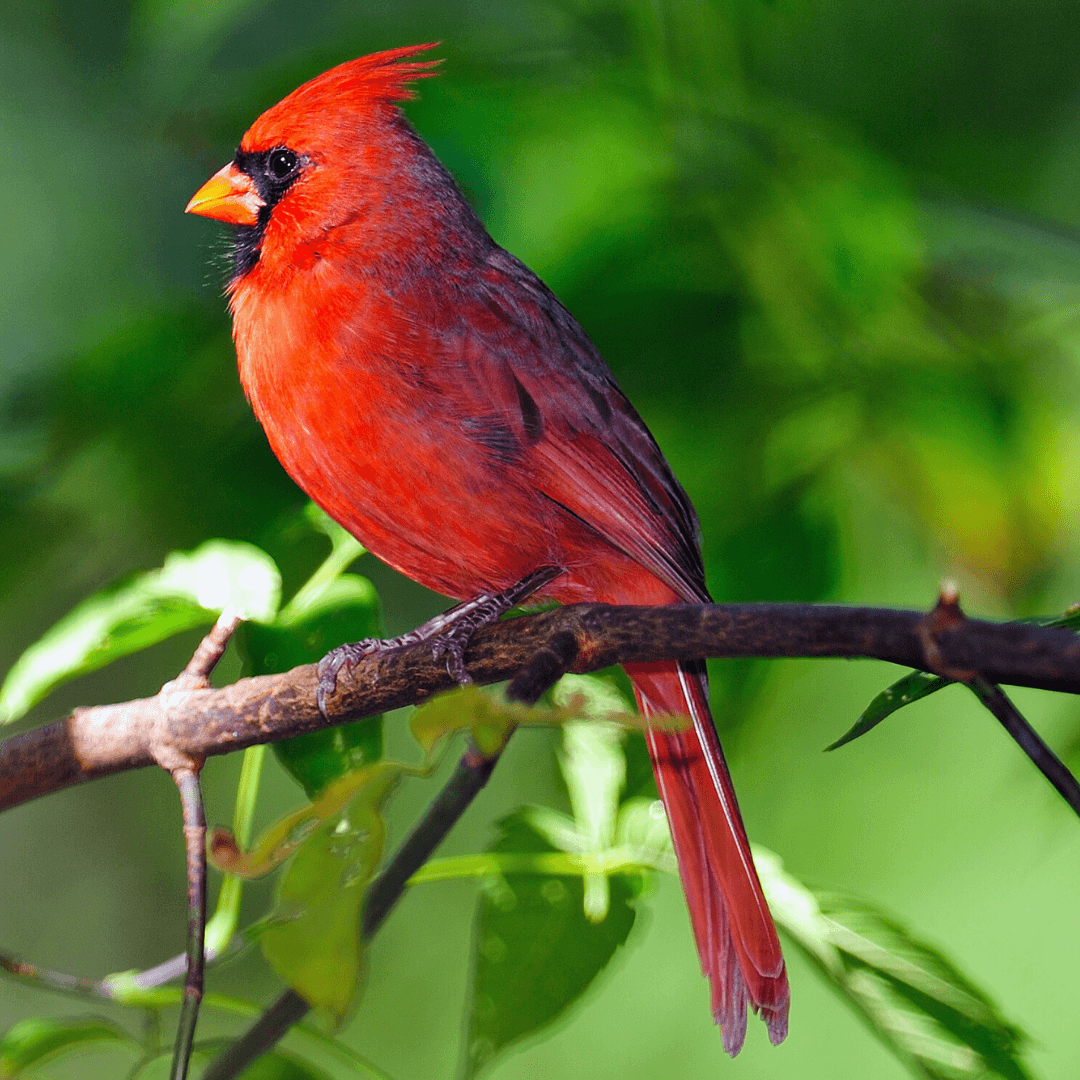 Male Northern Cardinal