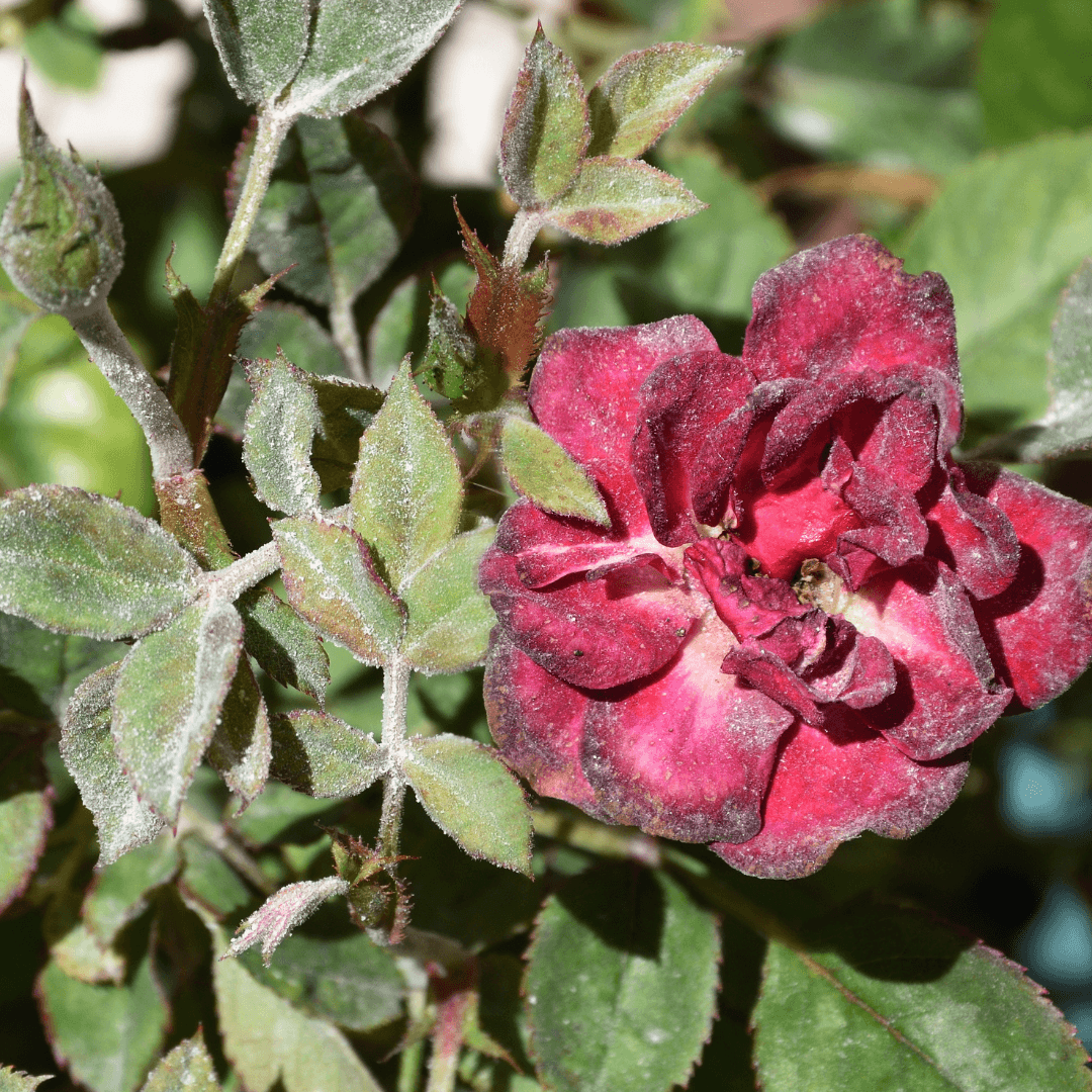 Powdery Mildew