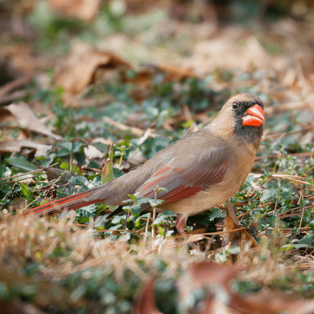 Female Northern Cardinal