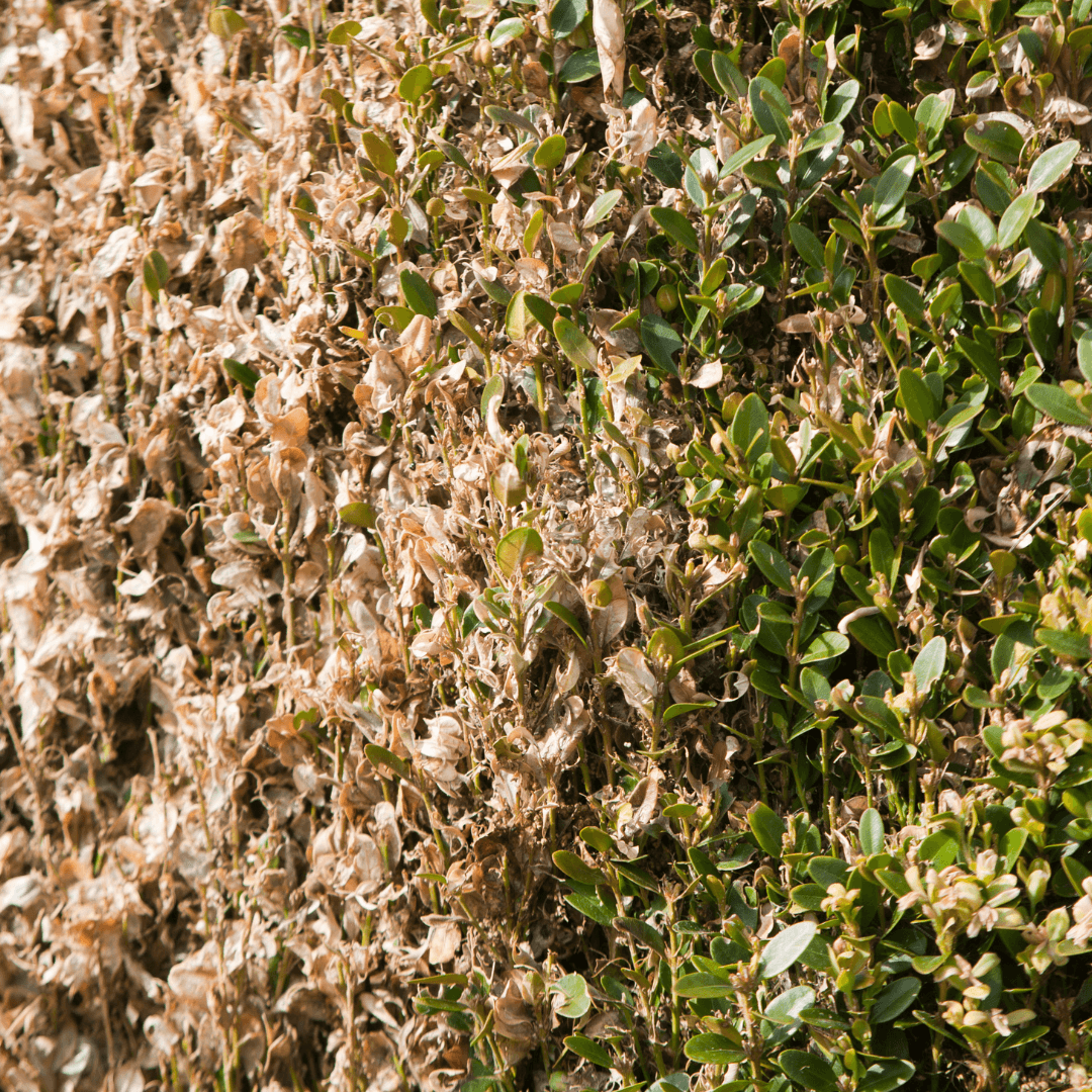 Botrytis Blight (Gray Mold)