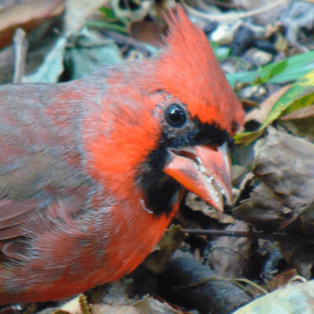 Juvenile Northern Cardinal