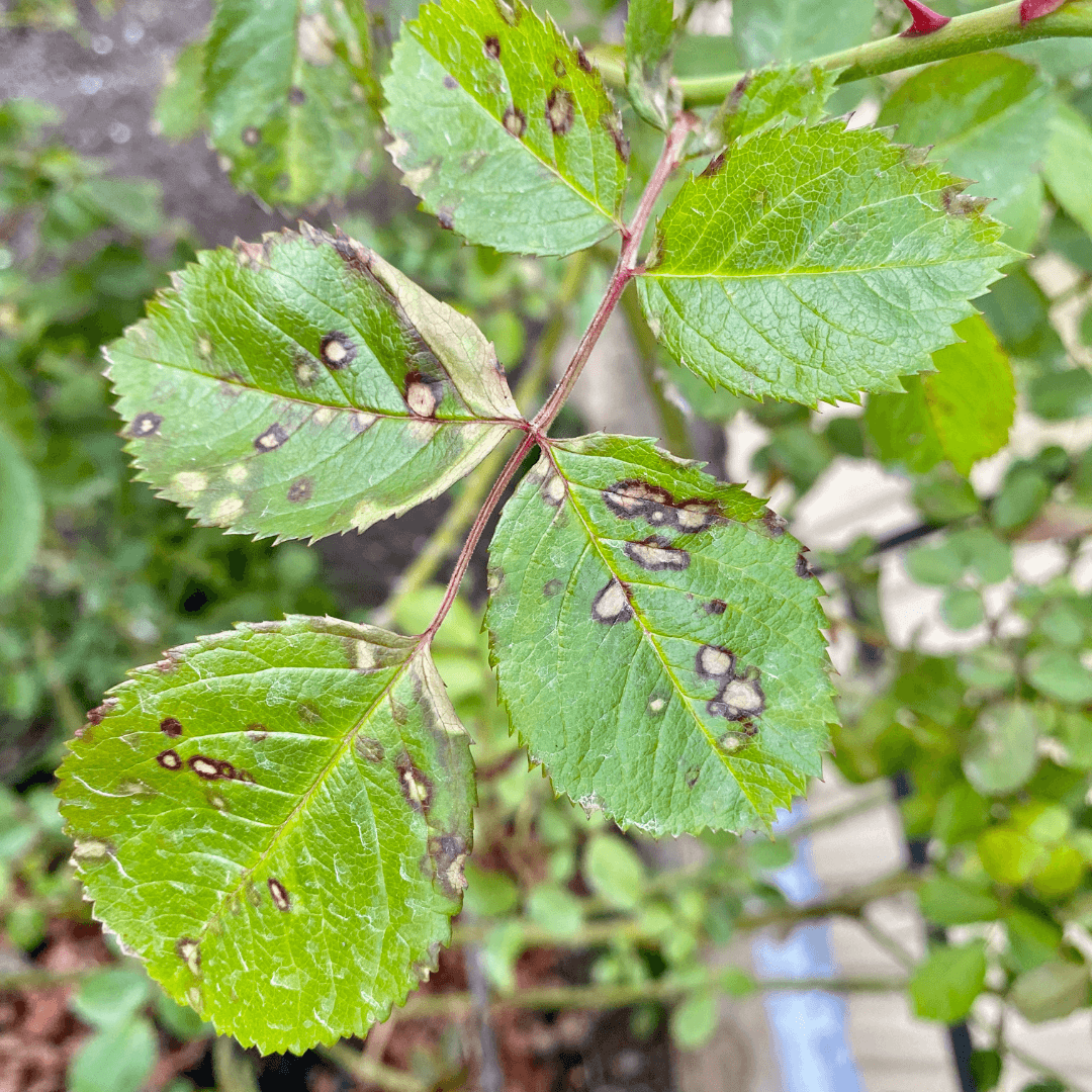 Bacterial Leaf Spot