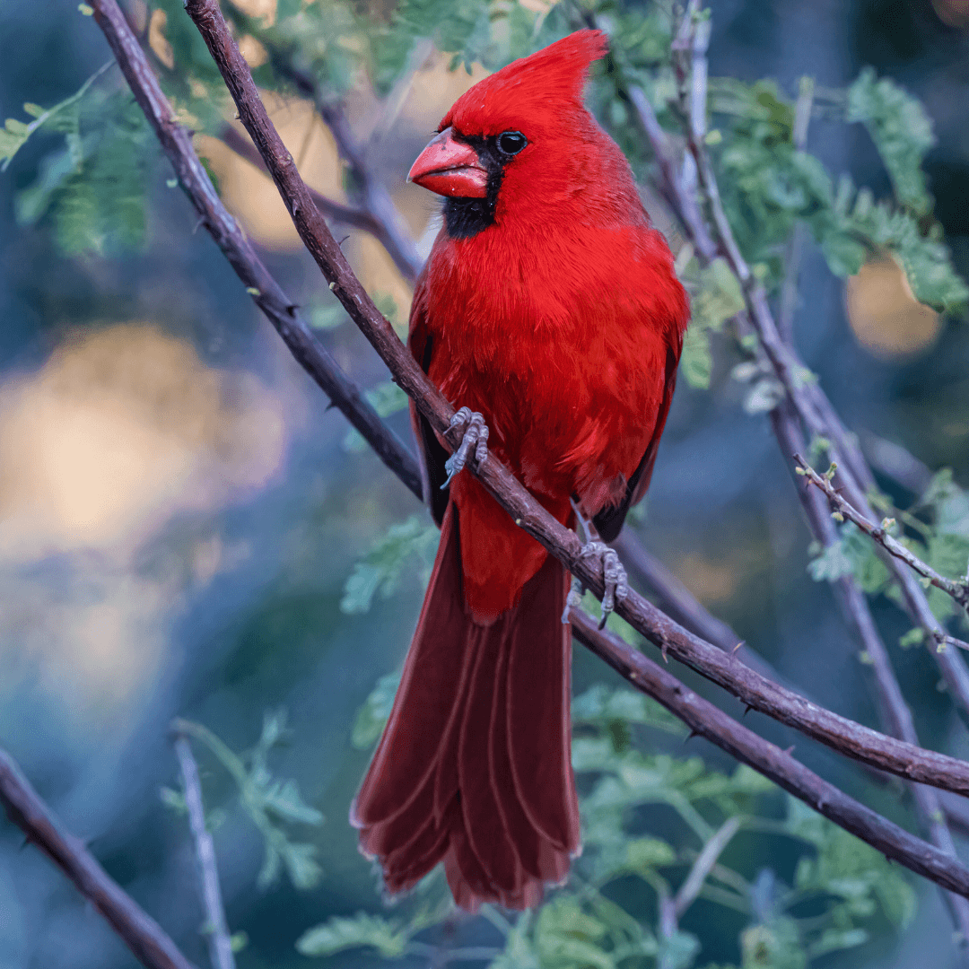 Interesting Facts About Cardinals