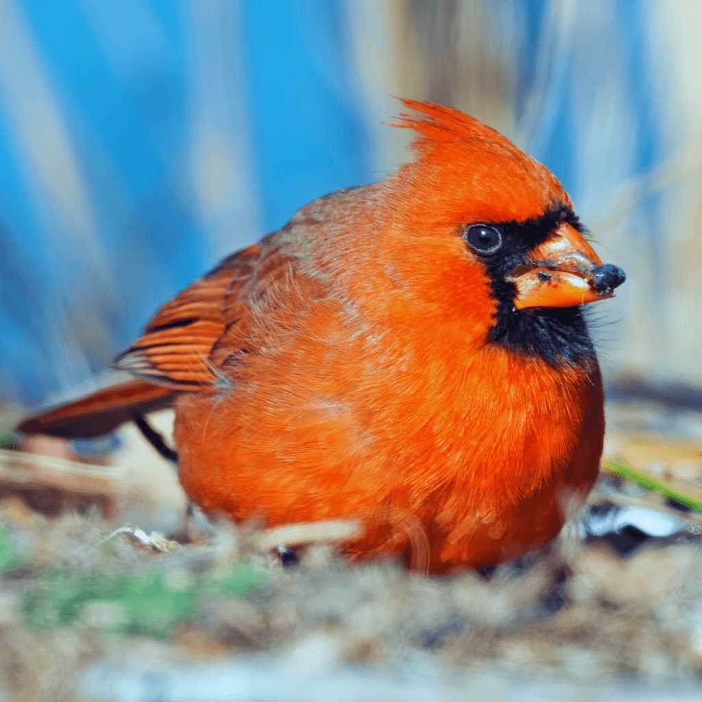 Interesting Facts About Cardinals In 2026 | Close To Nature