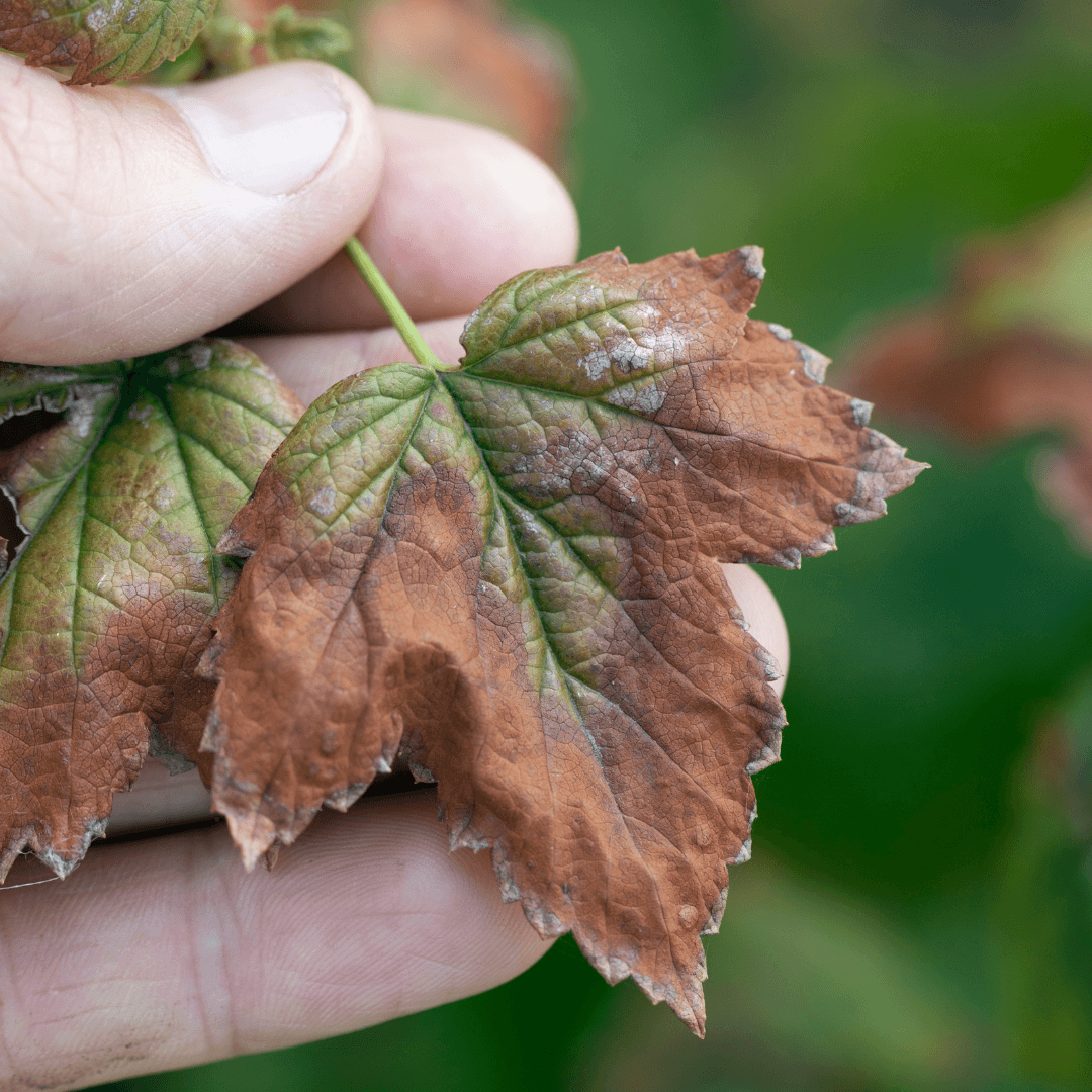 Verticillium Wilt