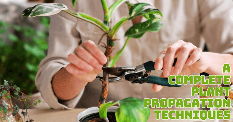 Plant Propagation Techniques - A Detailed Guide