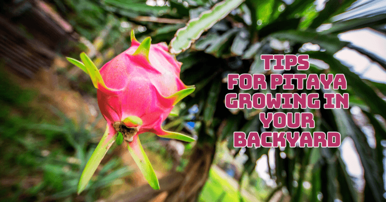 Best Tips For Pitaya Growing In Your Backyard