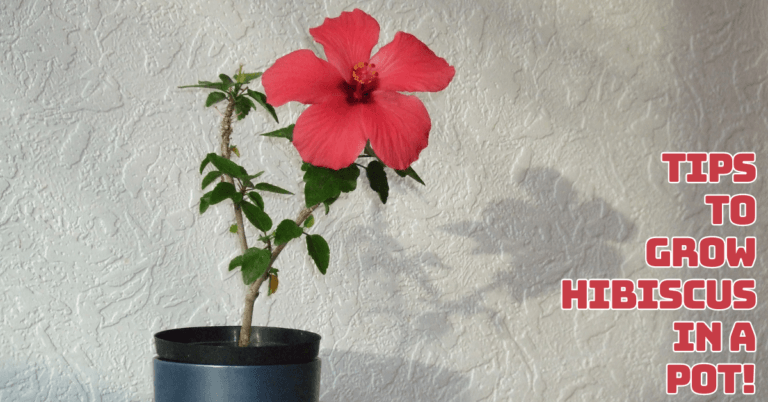 Best Tips To Grow Hibiscus In A Pot