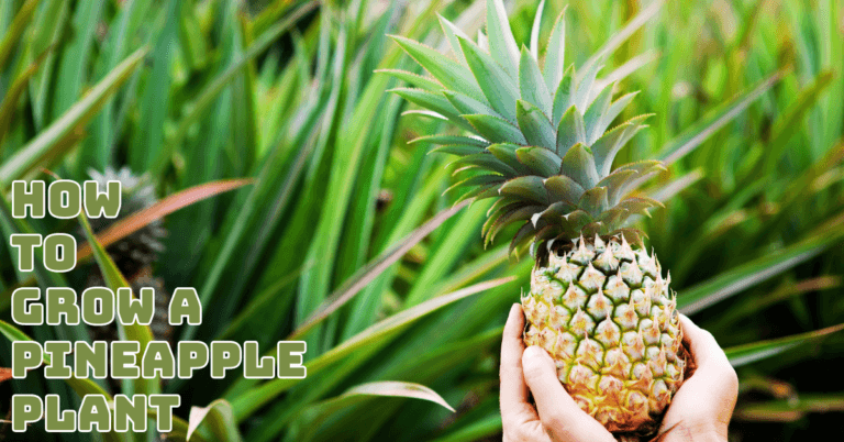 How To Grow A Pineapple Plant