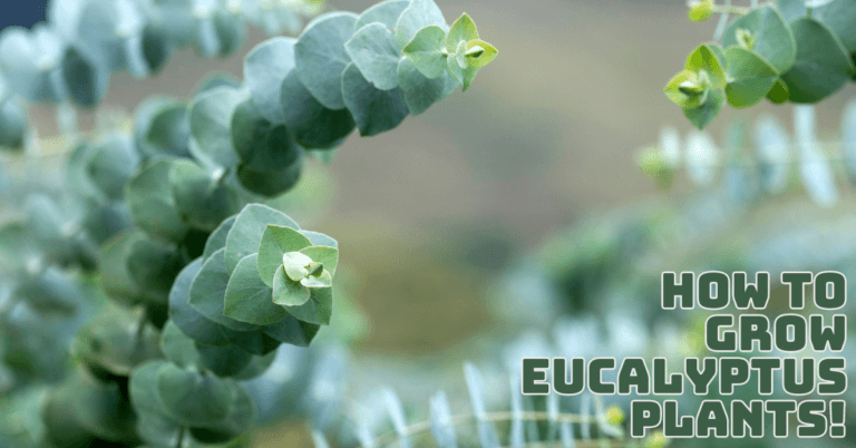 How To Grow Eucalyptus Plants