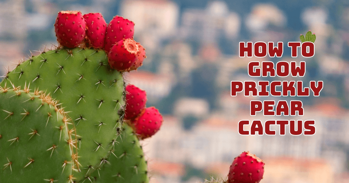 How To Grow Prickly Pear Cactus