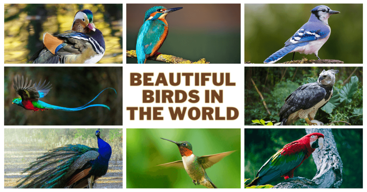 Most Beautiful Birds In The World