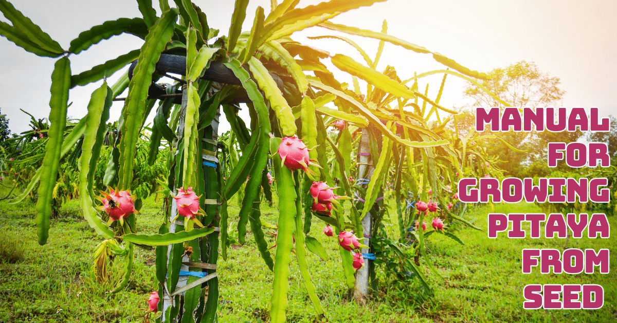 The Complete Manual For Growing Pitaya From Seeds