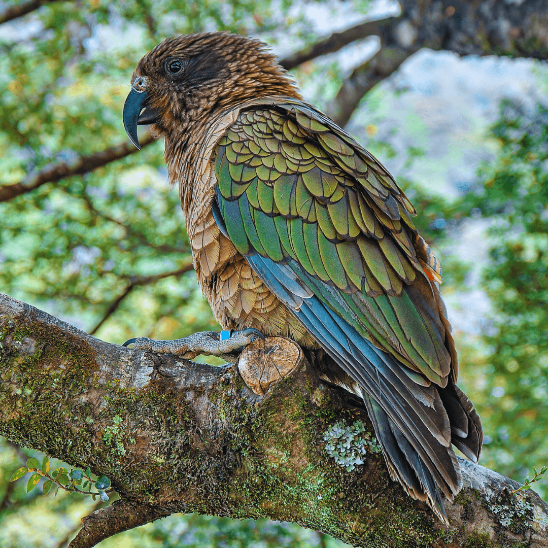 Kakapo (Strigops habroptilus)