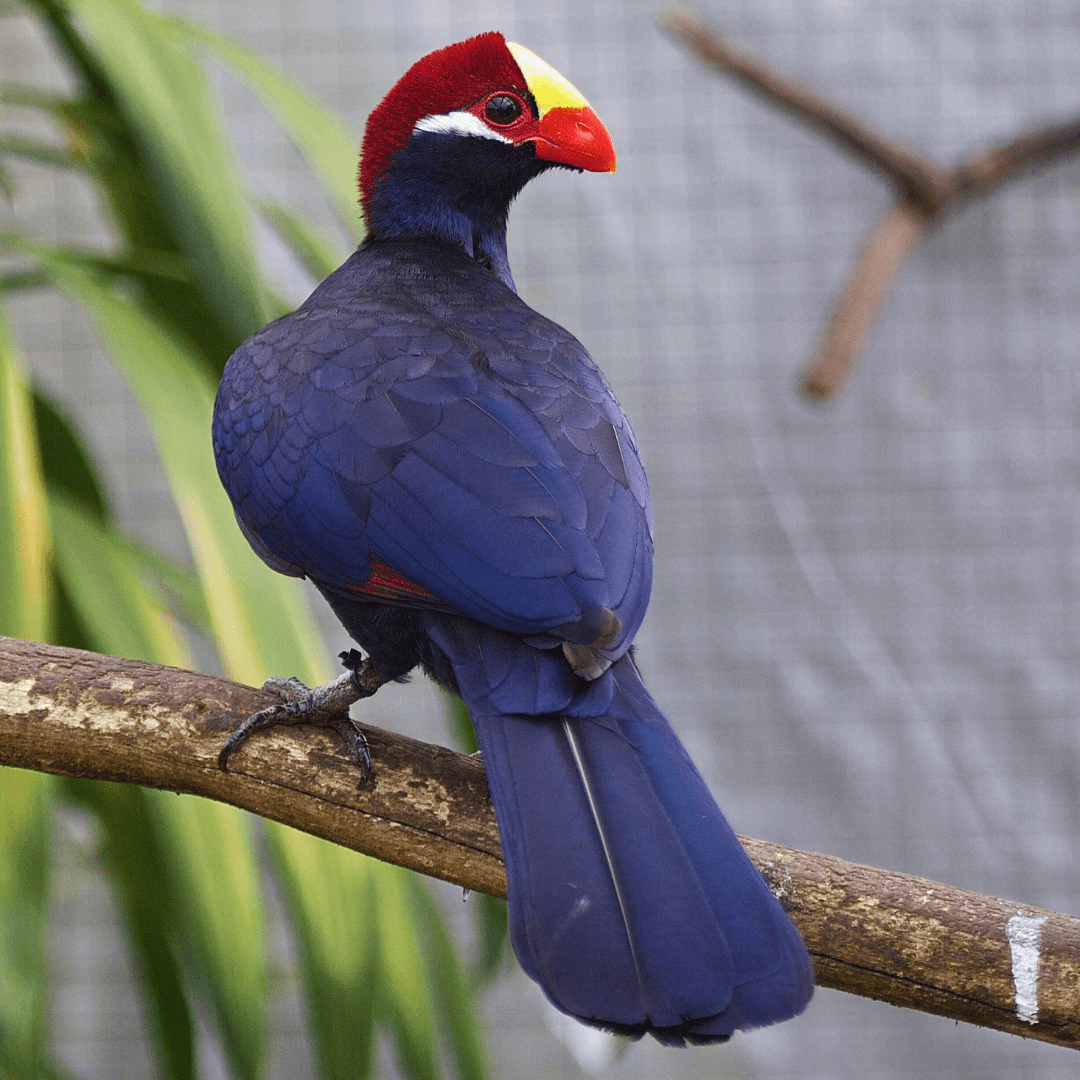 Golden Turaco (Tauraco eurycorys)