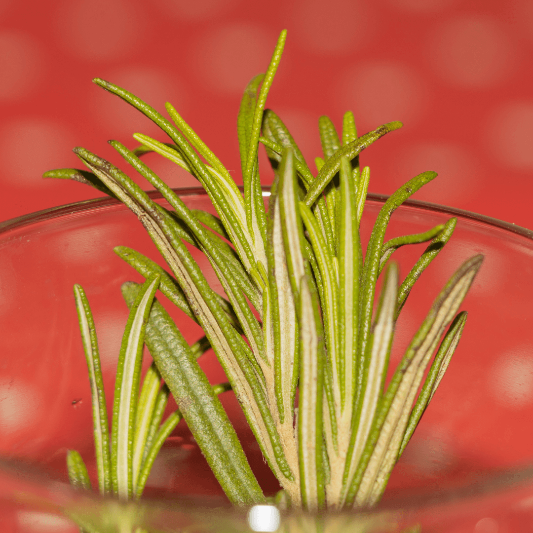 How To Propagate Rosemary Plants (Salvia rosmarinus)