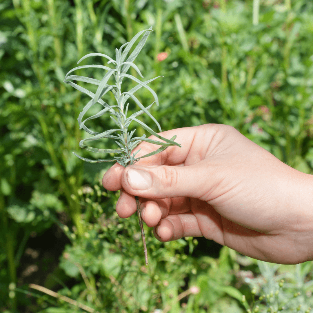 How To Propagate Lavender Plants (Lavendula)