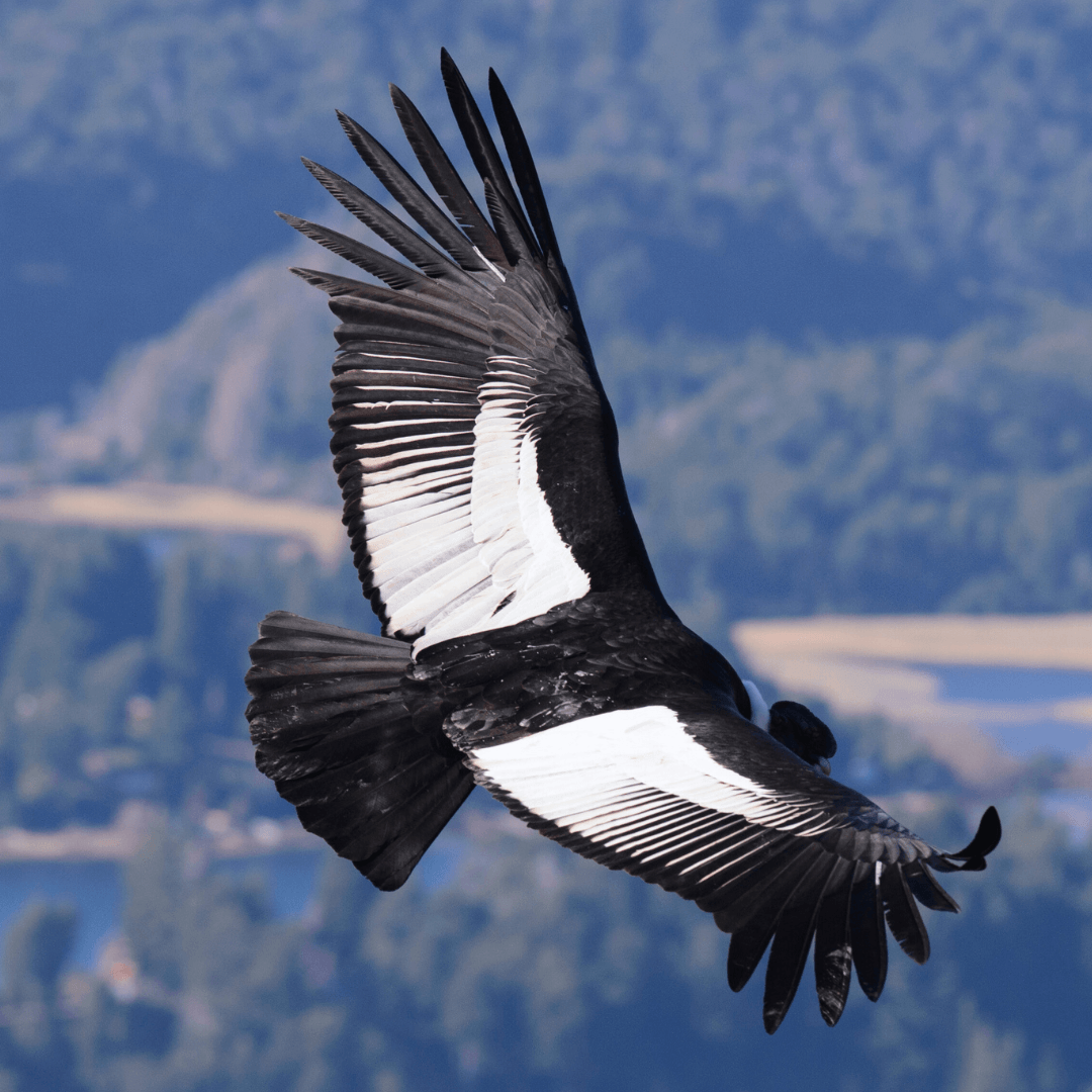 Andean Condor (Vultur gryphus)