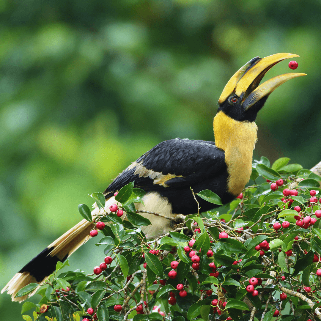 Great Hornbill (Buceros bicornis)