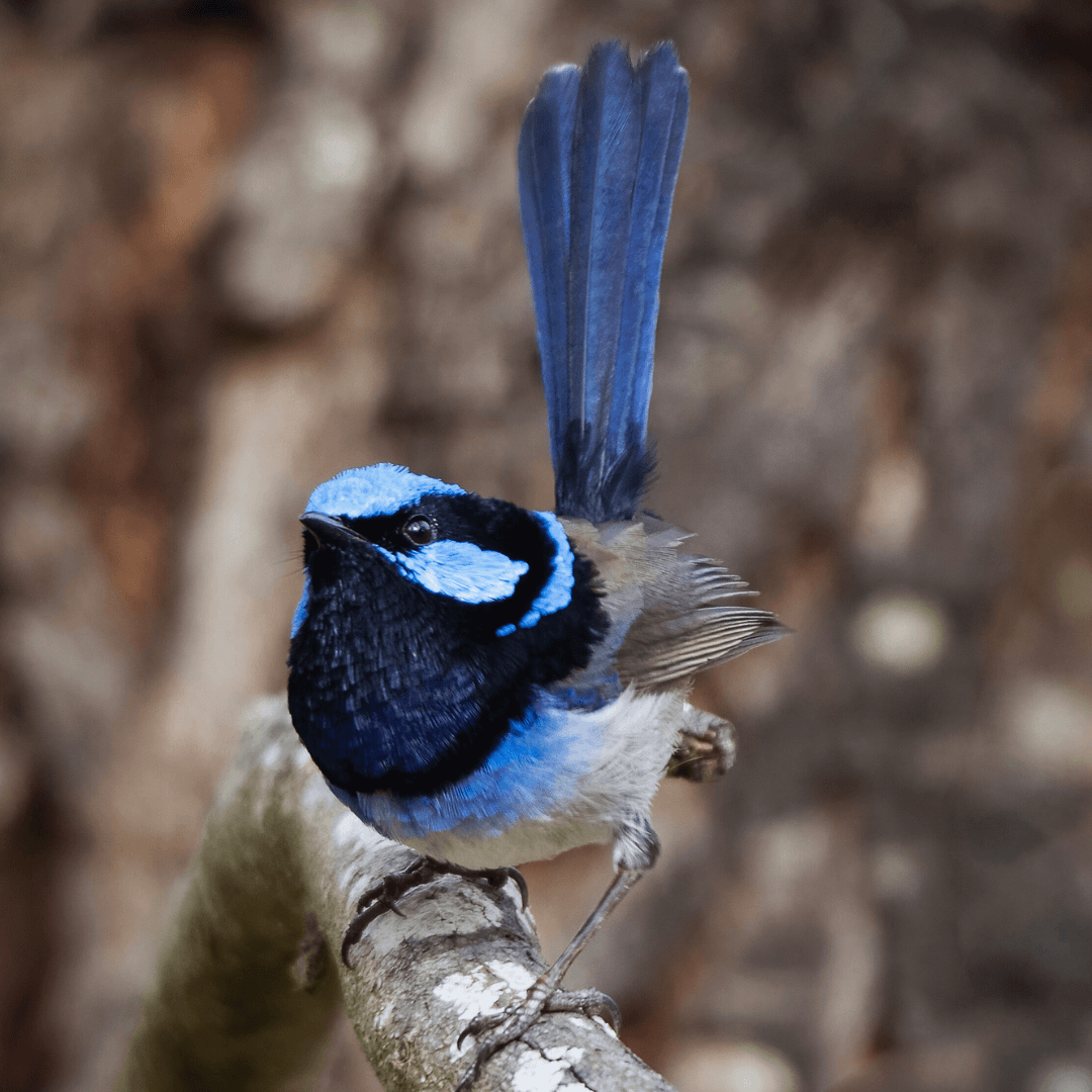 Superb Bird-of-Paradise (Lophorina superba)