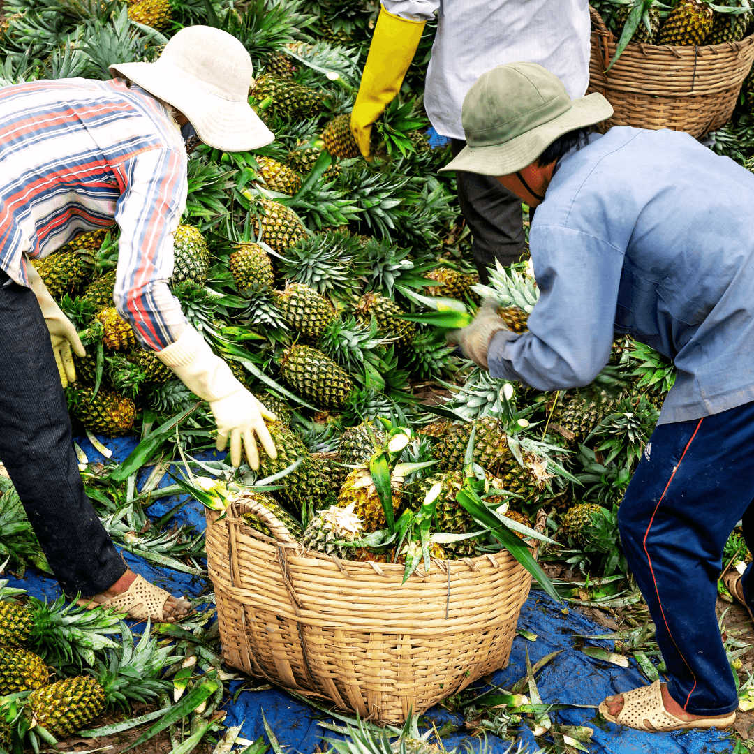 Choose A Healthy Pineapple