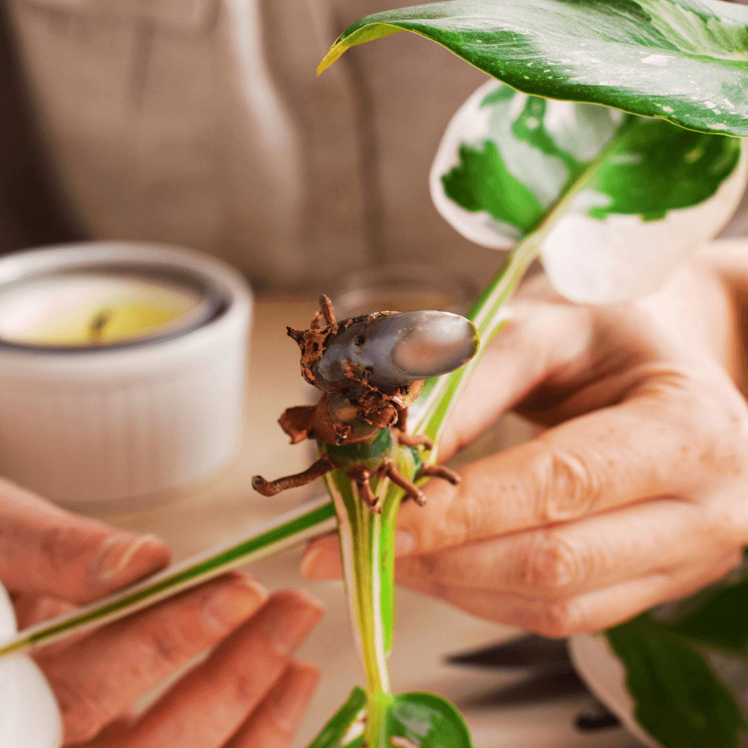 Division Plant Propagation Technique