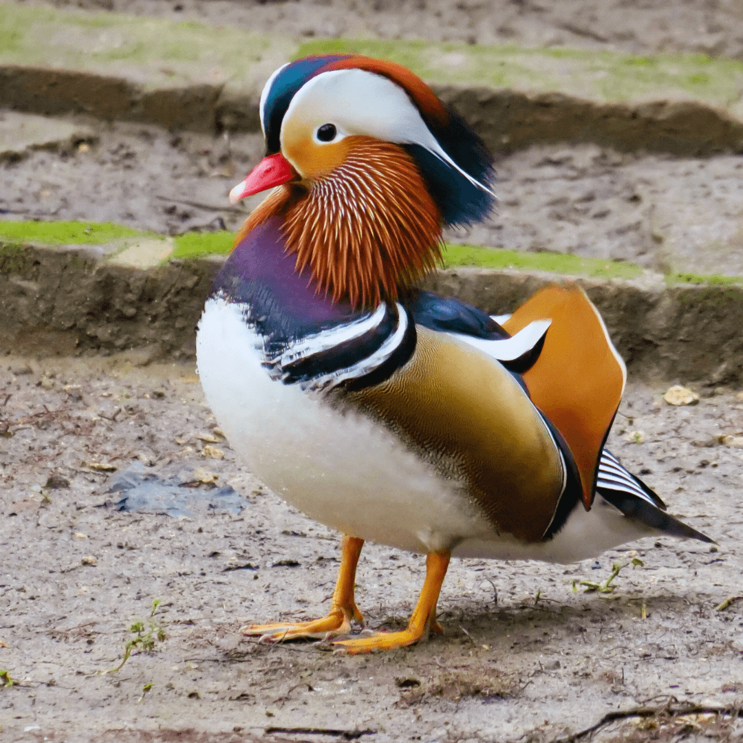 Mandarin Duck (Aix galericulata)