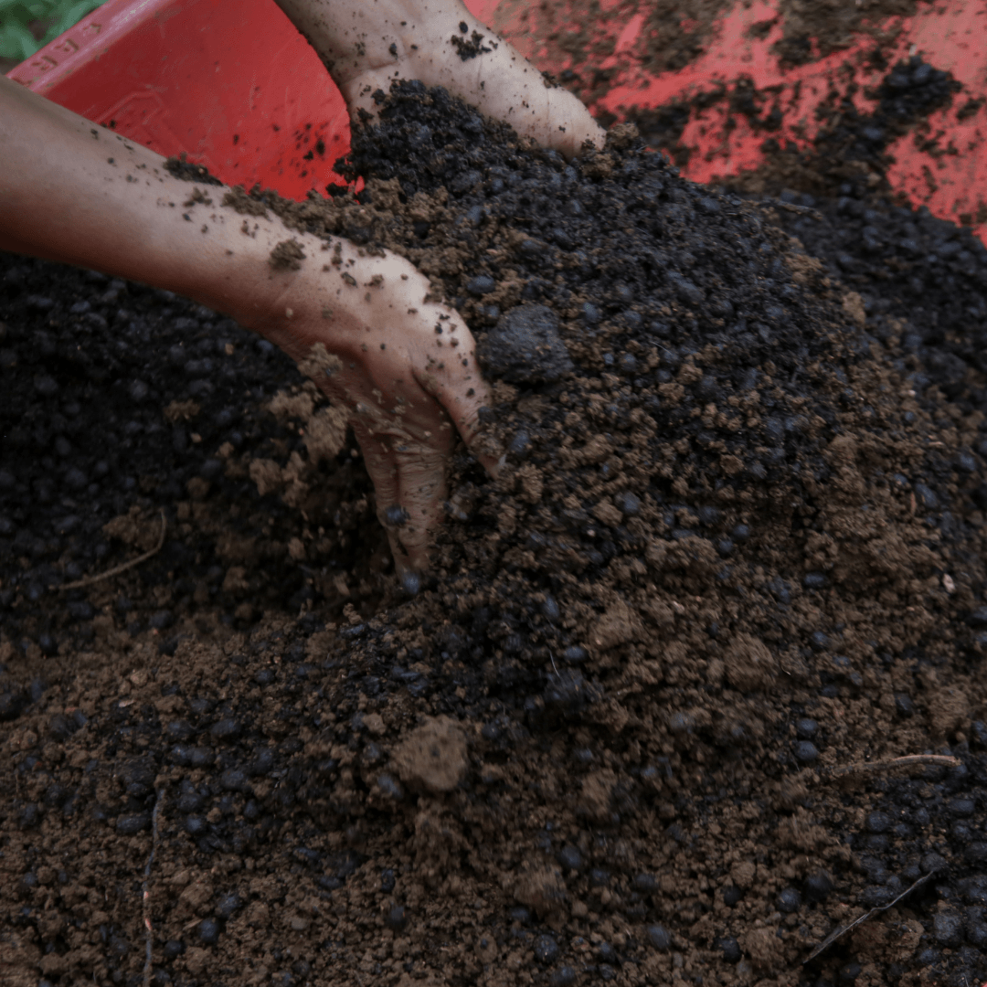 Preparing The Soil To Plant Pitaya Seeds