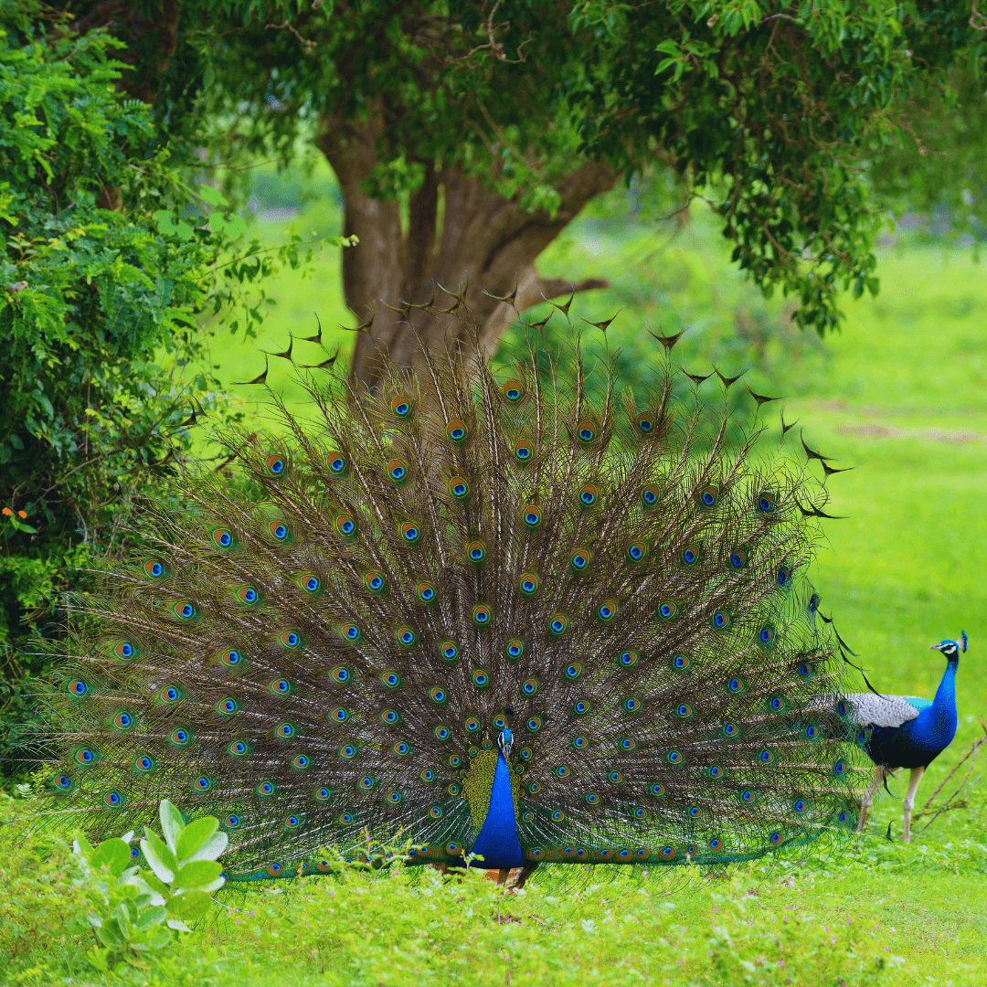 Peacock (Pavo cristatus)