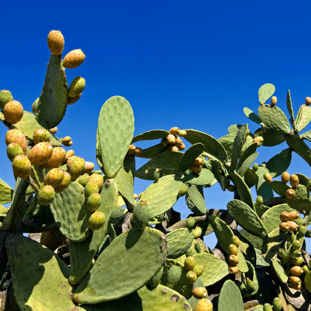 Sunlight Requirements For The Prickly Pear Cactus