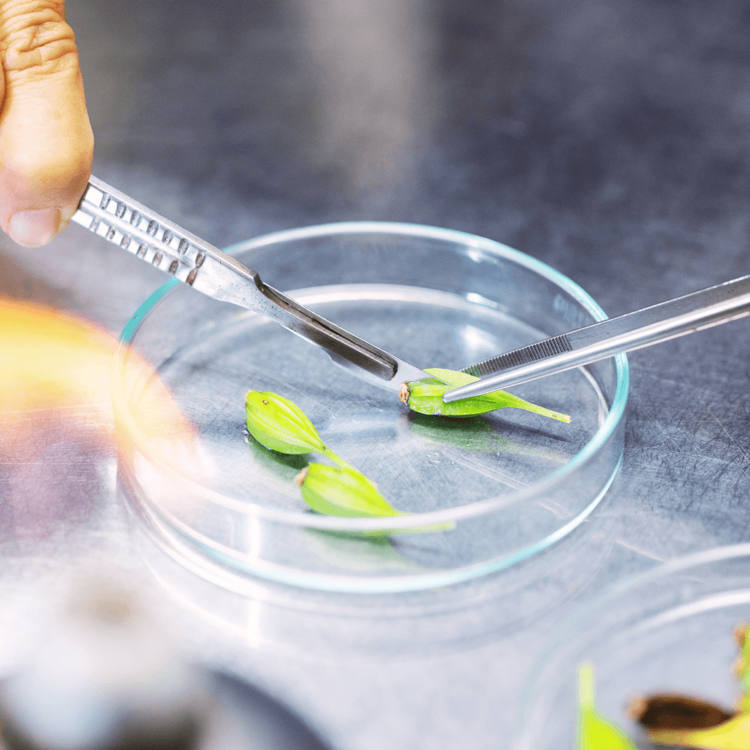 Tissue Culture Plant Propagation Technique