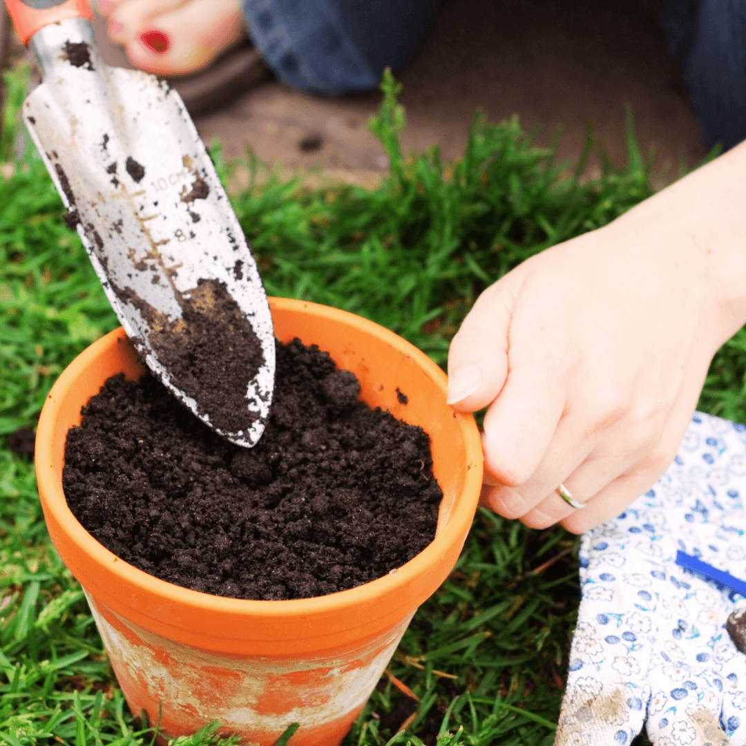 Best Soil To Grow Hibiscus In Pots