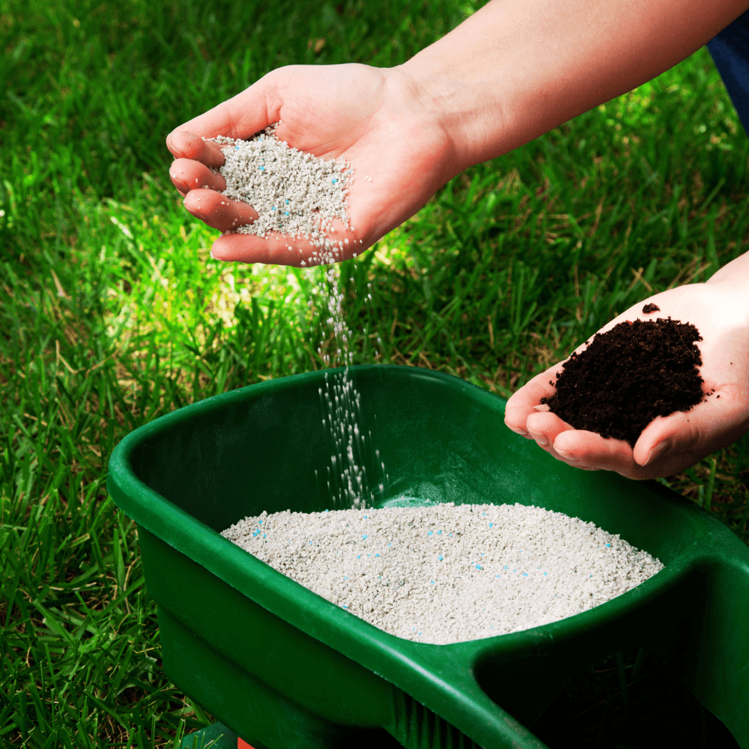 Fertilization Of Pitaya Seedlings