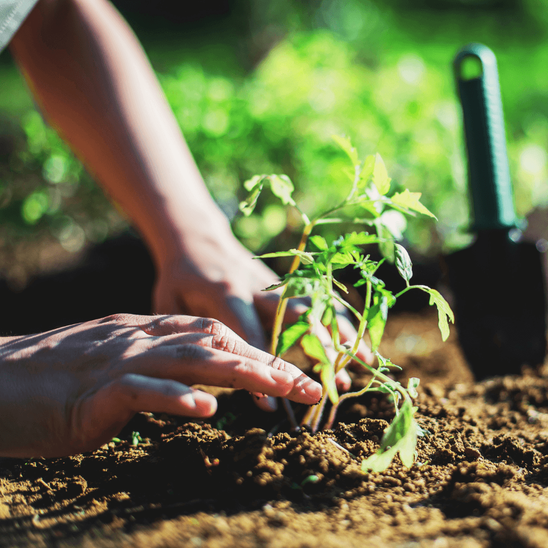 How To Propagate Tomato Plants (Solanum lycopersicum)