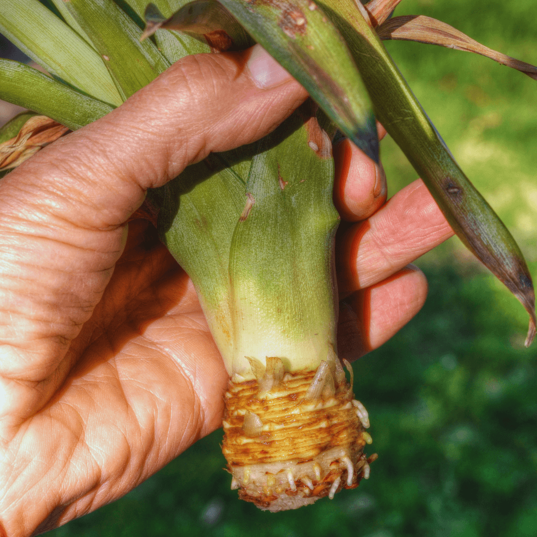 Root The Pineapple Crown