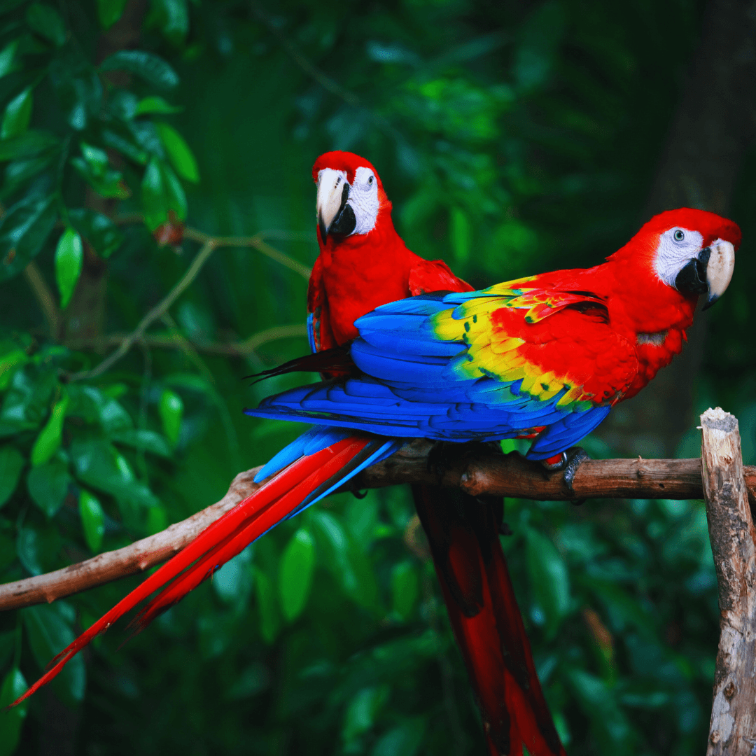 Scarlet Macaw (Ara macao)