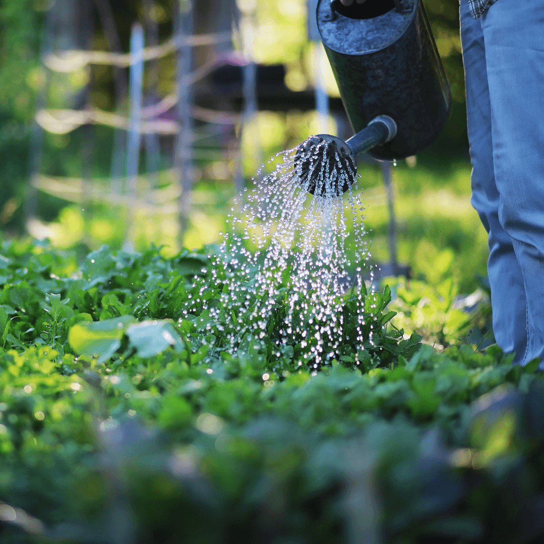 Watering Of Pitaya Plants