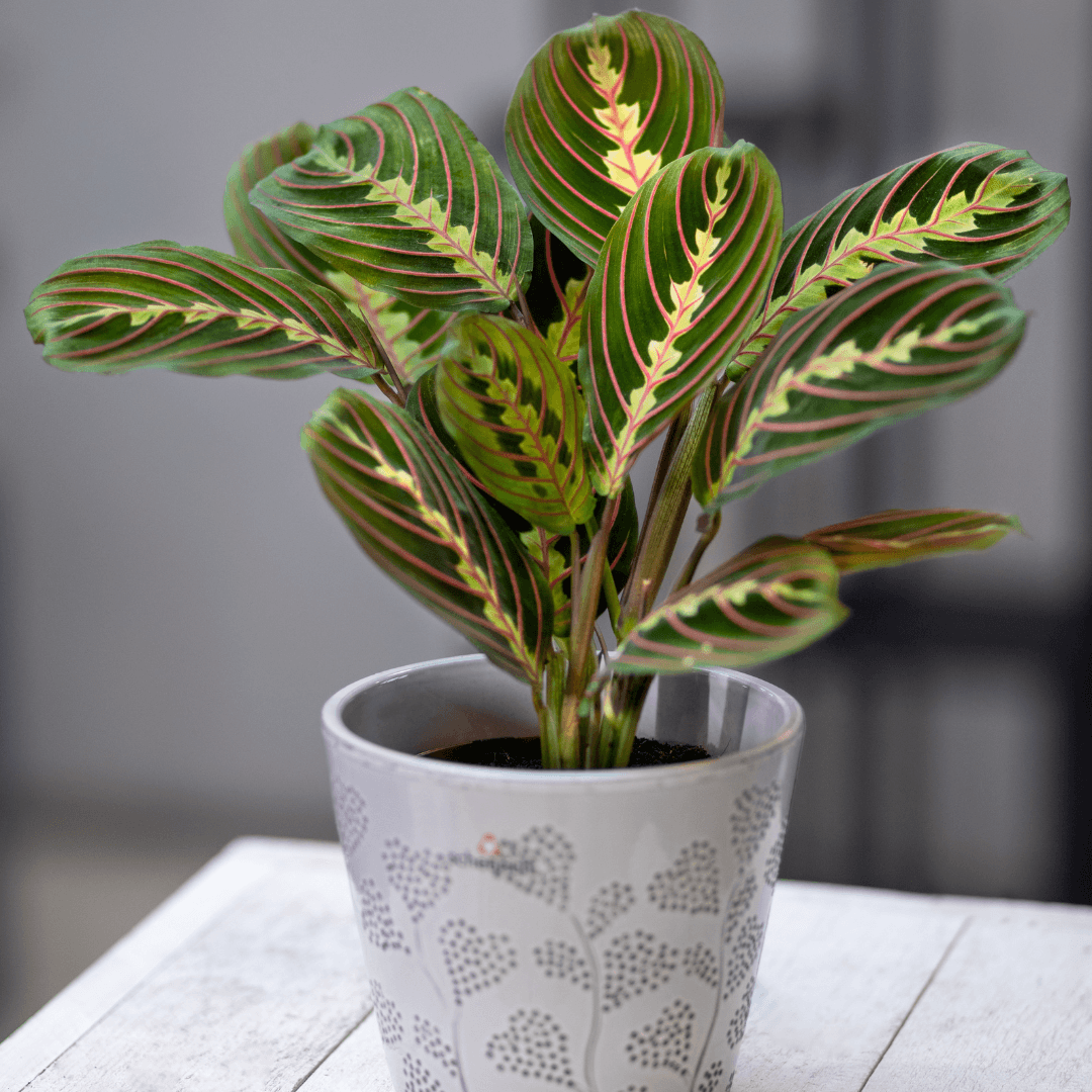 How To Propagate Prayer Plant (Maranta leuconeura)