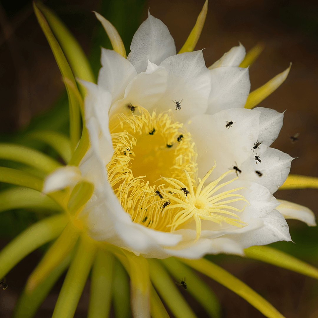 Pollination Of Pitaya Plants